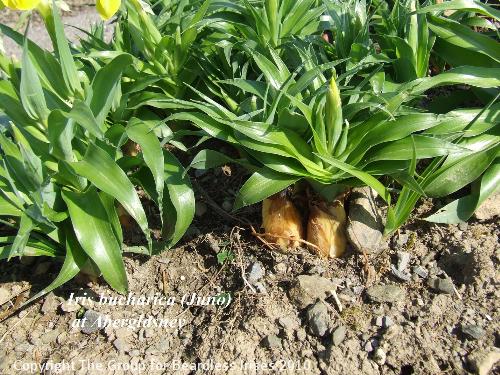 Iris bucharica at Aberglasney (3)